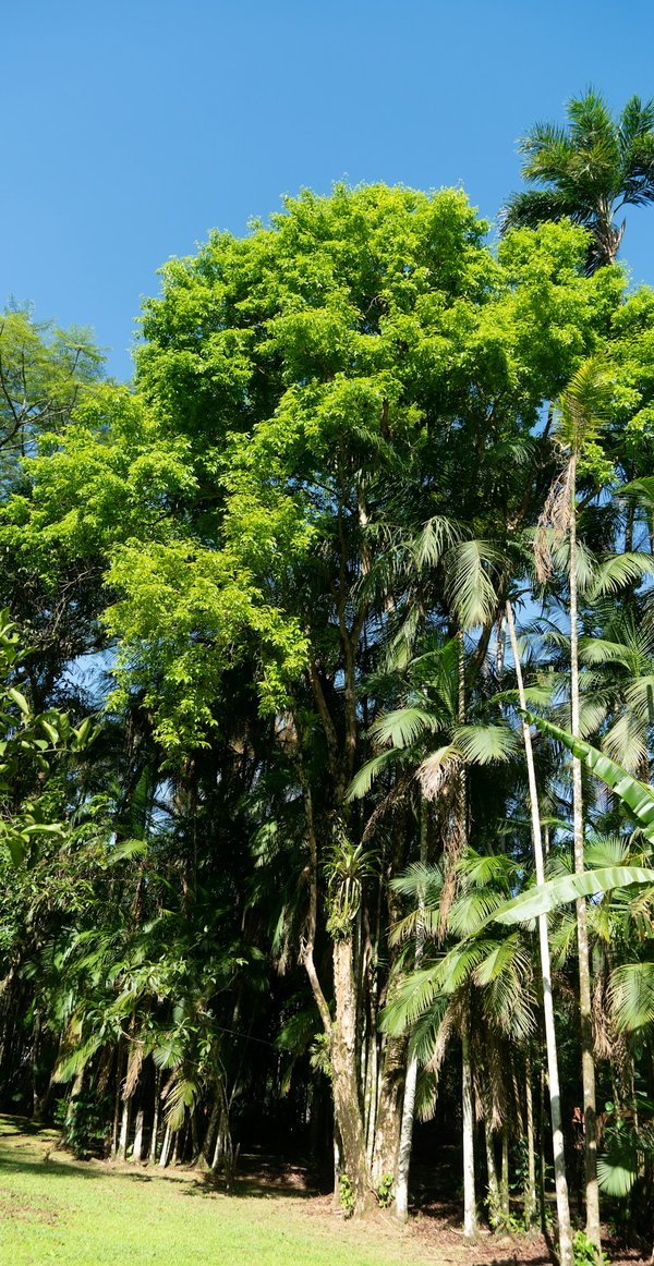 ¿Cuáles son los ejercicios clave para fortalecer los músculos del tronco para esquiadores?